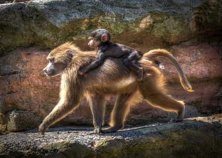 Baboons menstruate [Studycom]