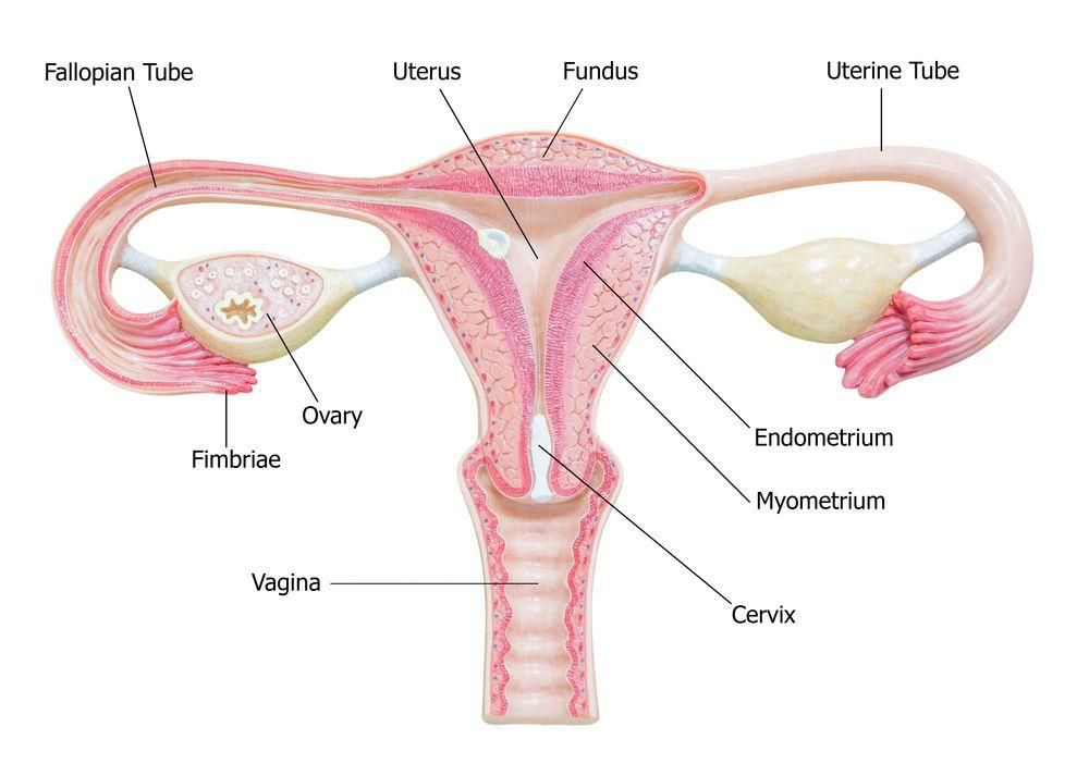 Female mammals have a uterus [LiveScience]