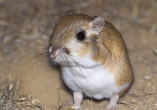 Kangaroo rat [CaliforniaConservation]