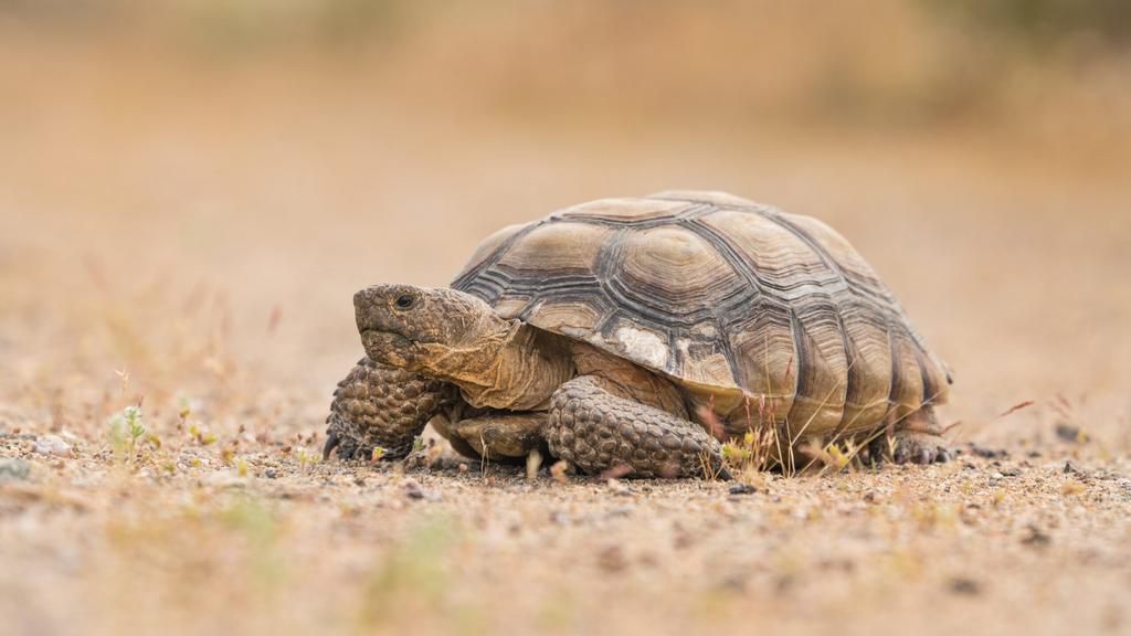 Desert tortoise [NDOW]