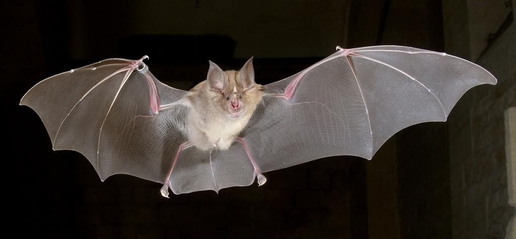 Bats menstruate [Science]