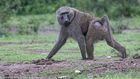 Uganda Wildlife Authority (UWA) rangers quickly arrived and safely removed the baboon.
