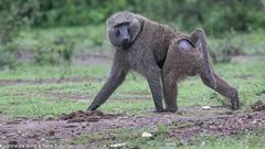 Uganda Wildlife Authority (UWA) rangers quickly arrived and safely removed the baboon.