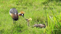 The birds’ habitat is also under threat due to expanding agriculture, particularly in wetlands, where the cranes breed and feed. Image credit: BBC.com