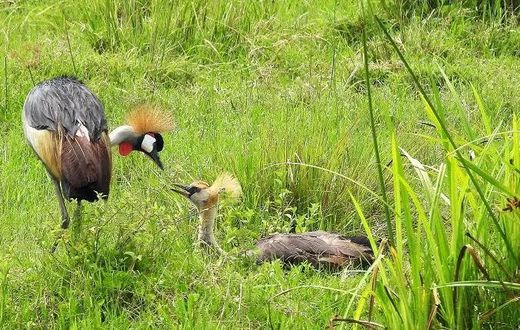 The birds’ habitat is also under threat due to expanding agriculture, particularly in wetlands, where the cranes breed and feed. Image credit: BBC.com