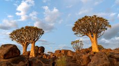 The Dragon Blood Tree gets its name from the thick, red sap that oozes out when the bark is cut