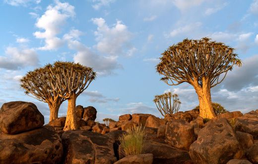 The Dragon Blood Tree gets its name from the thick, red sap that oozes out when the bark is cut