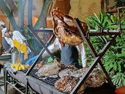 The Christmas Tree Lighting event featured various activities, including music performances by Janzi Band and barbecues.