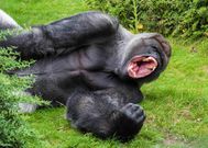 Gorilla