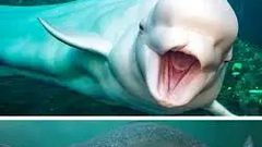 Only a few animals are known to go through menopause.