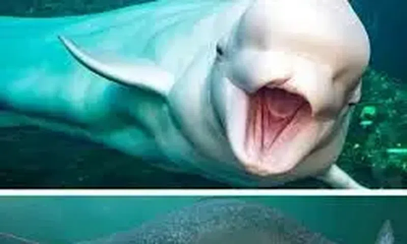 Only a few animals are known to go through menopause.