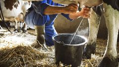 Myths surrounding raw milk claim it can cure lactose intolerance, allergies, and gut health, but evidence reveals these claims are untrue.