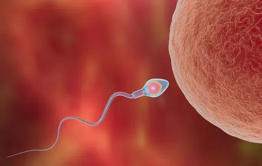 Unfortunately, male fertility is surrounded by myths that can create confusion and unnecessary stress.