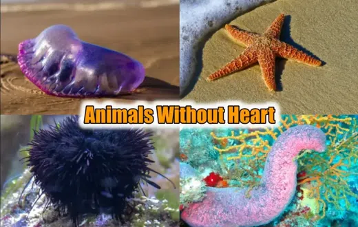 Some extraordinary creatures exist without a heart