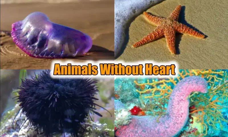 Some extraordinary creatures exist without a heart