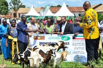 Minister Alice Kaboyo handing over the goats to the beneficiary families