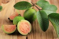 Guava leaves [healthline]