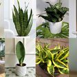 Indoor plants that purify the air in your home [MinorityVoices]