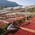 Coffee farmers are being urged to go back to good farming practices