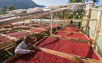 Coffee farmers are being urged to go back to good farming practices