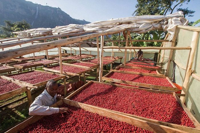 Coffee farmers are being urged to go back to good farming practices