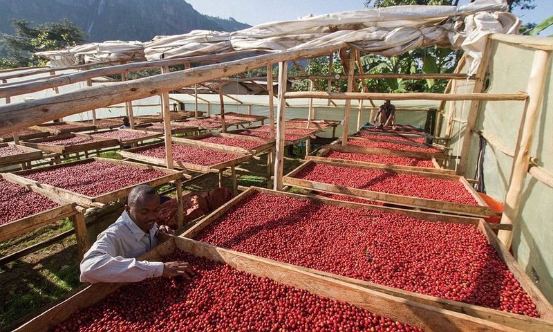 Coffee farmers are being urged to go back to good farming practices