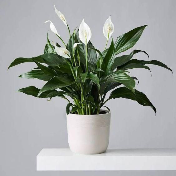 Peace lily [usastrongio]