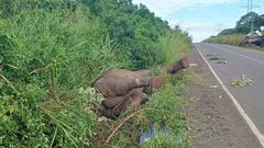 The elephant killed by a speeding truck in Murchison Falls
