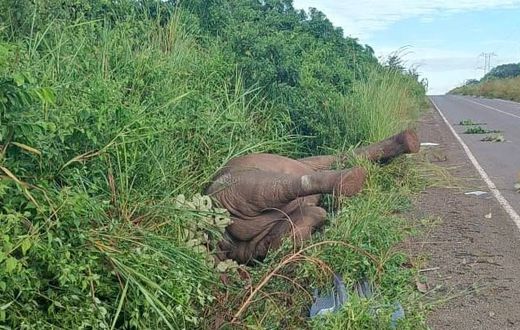 The elephant killed by a speeding truck in Murchison Falls