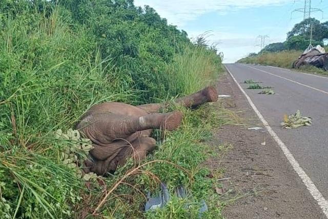 The elephant killed by a speeding truck in Murchison Falls