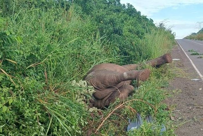 The elephant killed by a speeding truck in Murchison Falls