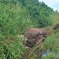 The elephant killed by a speeding truck in Murchison Falls