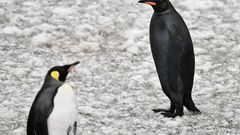 All-black penguin