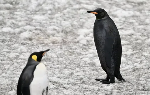 All-black penguin