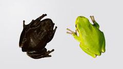 Decades later, eastern tree frogs living near the site have developed black skin, a mutation linked to high radiation exposure immediately after the meltdown.