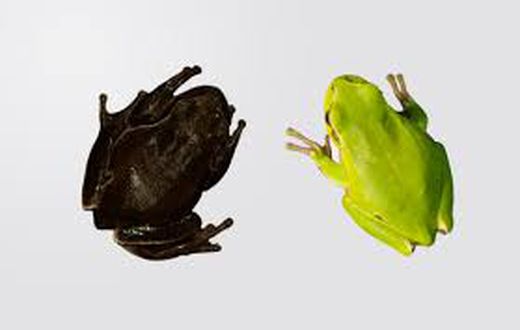 Decades later, eastern tree frogs living near the site have developed black skin, a mutation linked to high radiation exposure immediately after the meltdown.