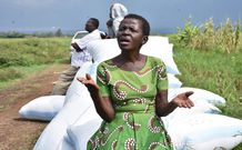 Alice Auma, a rice farmer in Nyando ricebelt narrates how migration has revived rice production. She is among several farmers relying on Ugandan traders to access market for their paddy rice/Viola Kosome