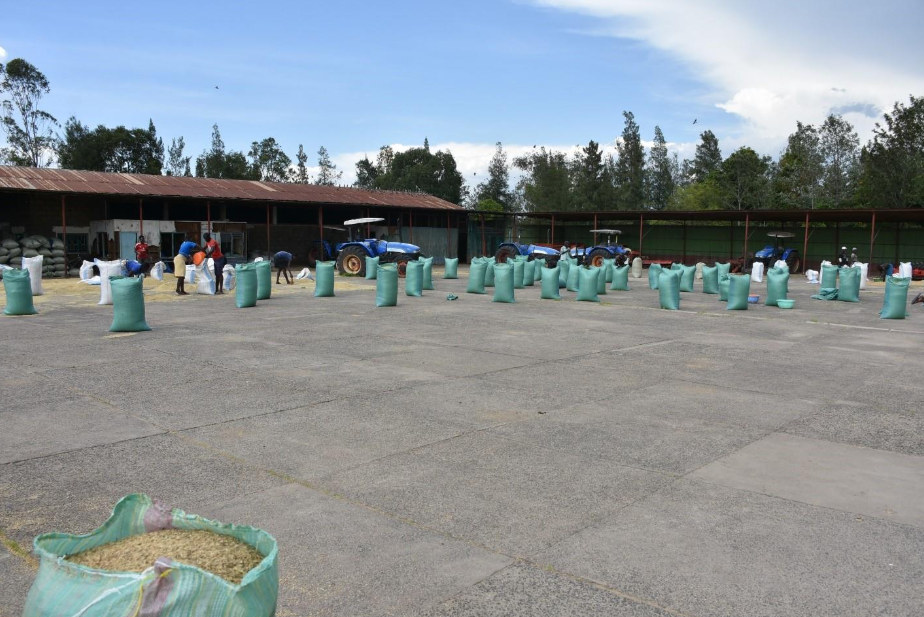 Bags of paddy rice at a drying yard in Ahero irrigation scheme. Rice production is thriving courtesy of the a cross-border trade facilitated by free movement of goods and people/Viola Kosome