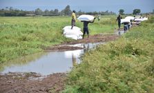 A group of men carries bags of harvested paddy rice from West Kano irrigation scheme. The rice is later sold by Ugandan traders/Viola Kosome