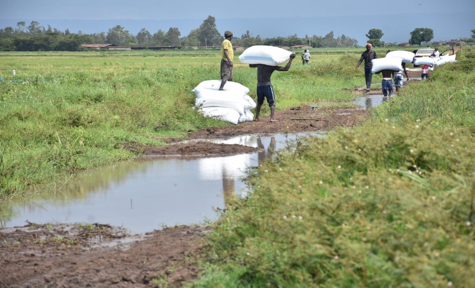 A group of men carries bags of harvested paddy rice from West Kano irrigation scheme. The rice is later sold by Ugandan traders/Viola Kosome