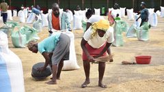 A group of Ugandan women collect rice at the West Kano Irrigation scheme drying yard. The ease of movement of goods and people has made rice farming to thrive in the region/Viola Kosome
