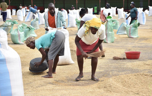 A group of Ugandan women collect rice at the West Kano Irrigation scheme drying yard. The ease of movement of goods and people has made rice farming to thrive in the region/Viola Kosome