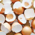 Eggshells(sciencing)