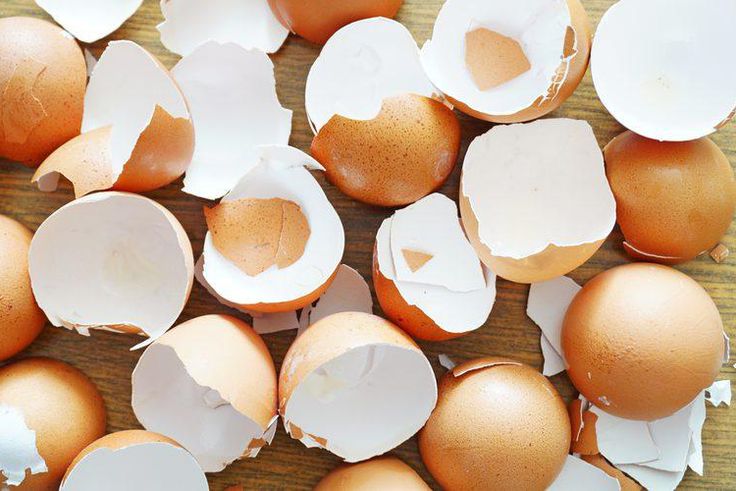 Eggshells(sciencing)