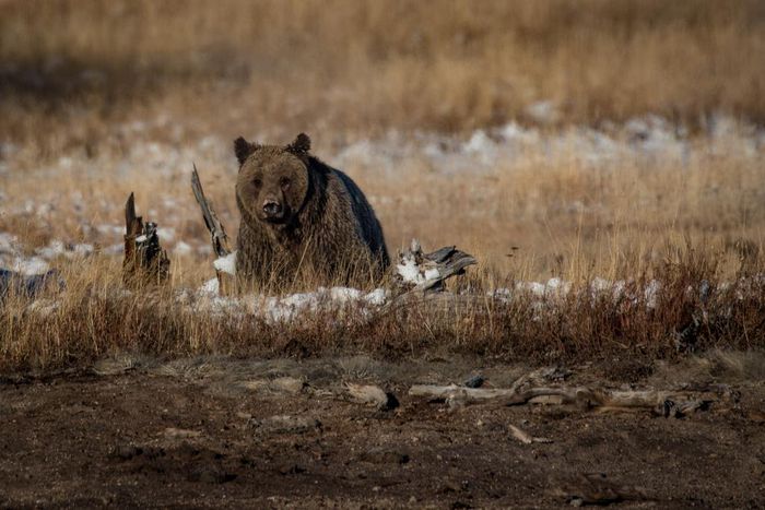 U.S. Significantly Weakens Endangered Species Act