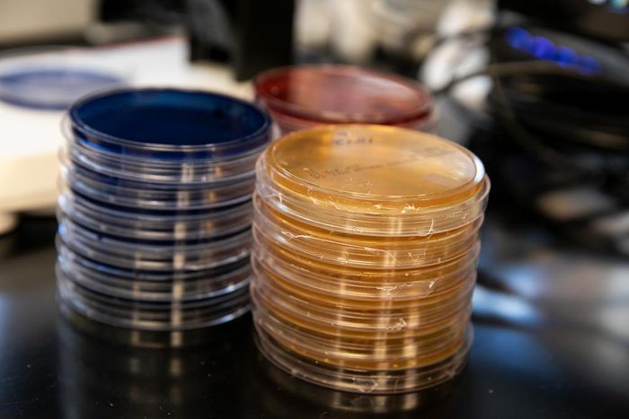 Fecal Donation Tied to Death of a Patient