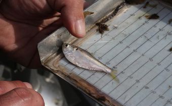 Trump Administration Moves to Lift Protections for Fish and Divert Water to Farms