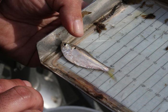 Trump Administration Moves to Lift Protections for Fish and Divert Water to Farms