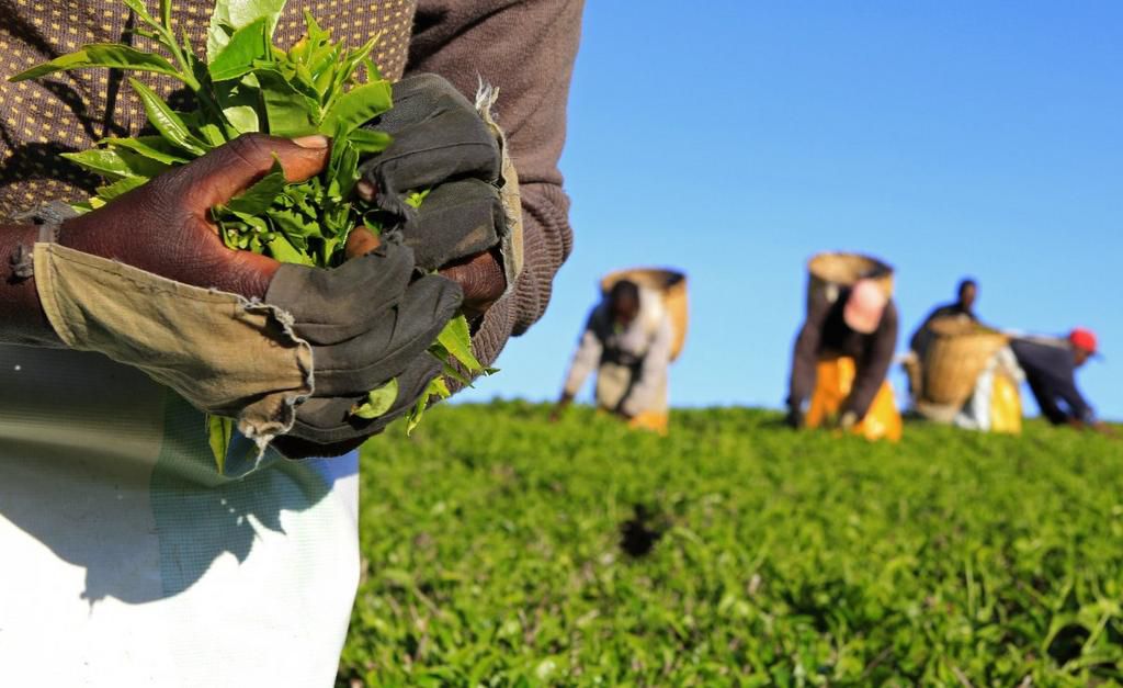 Kenya rakes in more than $300 million in tea earning in just 3 months as country moves to grow exports by 25 per cent annually