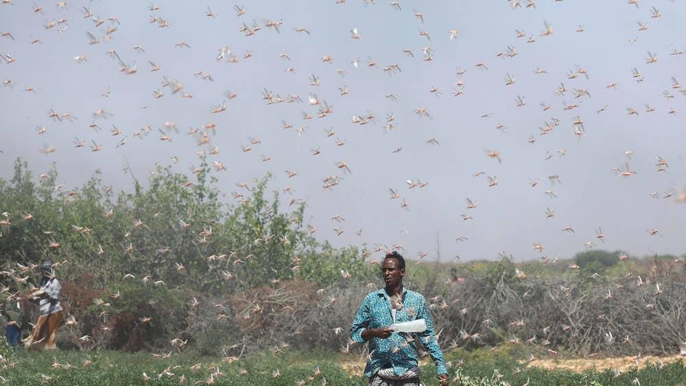 Government changes tact in tackling locust menace in North Eastern Kenya region